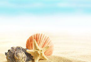  shells, seashells, sand, beach, summer