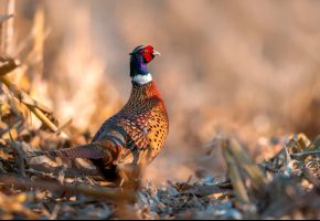  Pheasant, , , , 