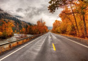  trees, road, , , , 