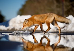  , , , , winter, ice, fox