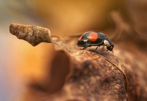  ladybird, autumn, ladybug, leaf,  , , , 