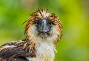  , Philippine Eagle, , , 