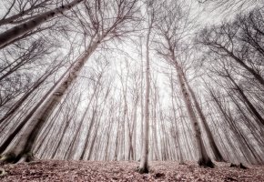  , , , , trees, forest, fog, trunks