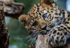  , , , , , eyes, tree, look, leopard