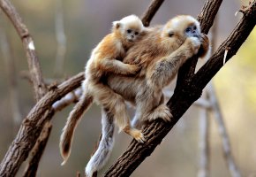  gibbon, primates, , , monkeys, 