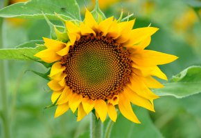  , , wallpaper, flower
