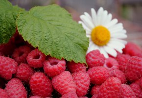 ���� ������, �����, �����, �������, �����