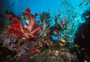 ���� ����, �� �����, ������, �����, �������, �����, �������