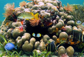 ���� �������, �� �����, ������, �����, �������, ����, �����, ���