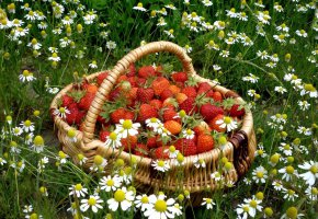 ���� �������, ���������, �����