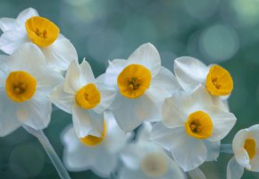 ���� �����, �����, �����, ������, ���, ��������, ����