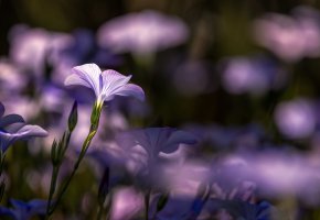 ���� ���, ��, ������� ���, �����