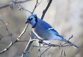 ���� �����, ���, �������, �����, �����, ������� �����